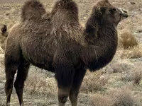Camellos (lote, sexo no especificado), Kazakh Bactrian camel — foto 3