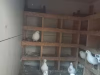 Salam bu quşxan satılır - Konstruksiya: taxta karkas, damı şiferdən — foto 4