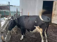 بقرة, Russian Black pied cattle — الصورة 3