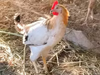 Chickens — 7-rasm