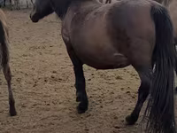 母马, Horses — 照片 5