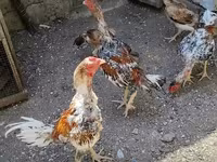 Chickens — الصورة 1
