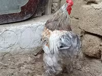 براهما — الصورة 2