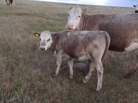 Kuh, Simmental cattle — Foto 2