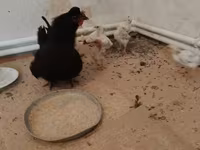 Chickens — Foto 4