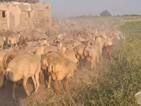 أغنام (دفعة، الجنس غير محدد), الأغنام — الصورة 7