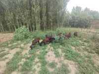 母羊, Sheep — 照片 5