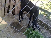 Goat, Nubian Goat — photo 8