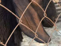 Cabro, Nubian Goat — foto 1