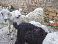 Cabra, Cabras — foto 7