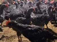 Chickens — फ़ोटो 1