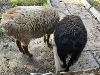 Ram, Hissar sheep — photo 3