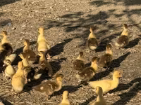 Ducks — Foto 1