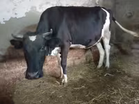 Kuh, Russian Black pied cattle — Foto 4