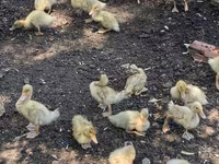Ducks — फ़ोटो 1