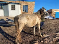 घोड़ी, Kazakh horse — फ़ोटो 1