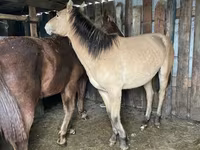 Hengst, Horse breed — Foto 1