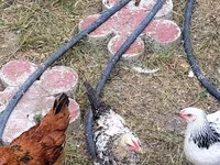 Chickens — foto 2
