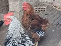 Chickens — Foto 2