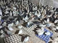Chickens — 4-rasm
