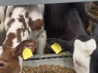 Bulle, Simmental cattle — Foto 5