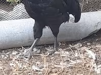 Australian Pit Game fowl — Foto 6