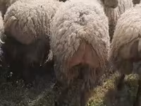 أغنام (دفعة، الجنس غير محدد), الأغنام — الصورة 3