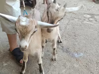 Echkilar (partiya, jinsi ko‘rsatilmagan), Alpine goat — 2-rasm