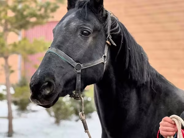 Madyan, Akhal-Teke
