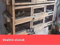 Taxta quş qəfəsi/kletkalar komplekti - Material: qalın taxta karkas — 1-сурет