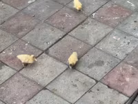 Домашняя мушка — фото 2