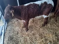 Buqa, Simmental cattle — 2-rasm