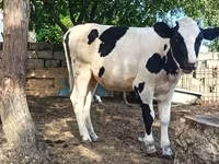 بقرة, Simmental cattle — الصورة 8