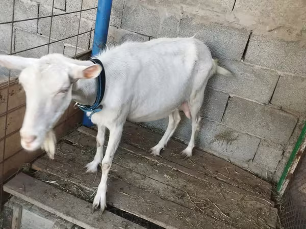عنزة, Saanen goat