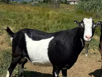 公山羊, LaMancha goats — 照片 2
