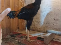 Chickens — 5-сурет