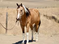घोड़ी, Quarter Horse — फ़ोटो 4