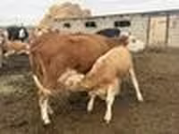 Сиыр, Simmental cattle — 8-сурет