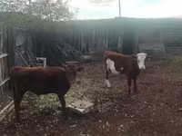 मवेशी (लॉट, लिंग निर्दिष्ट नहीं), Simmental cattle — फ़ोटो 3