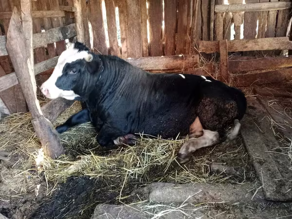 Bulle, Kasachische Weißkopfkuh
