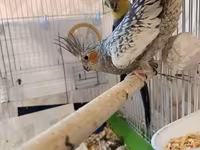 Nimfa (cockatiel) cütlüyü və qəfəs dəsti - Növ: Nimfa tutuquşusu — الصورة 3
