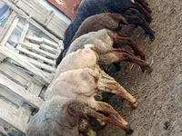 公羊, Sheep — 照片 1