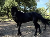 Pferde (Partie, Geschlecht nicht angegeben), American shetland pony — Foto 8