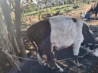 Vaca, Vaca kazaja de cabeza blanca — foto 3