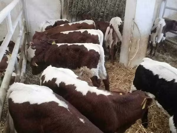 Бык, Корова лимузин