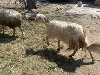 أغنام (دفعة، الجنس غير محدد), الأغنام — الصورة 2