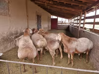 كبش, Arashan sheep — الصورة 5