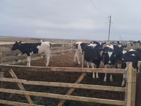 母牛, Holstein breed — 照片 1