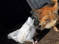Chickens — Foto 5