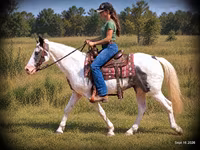 حصان, National Show Horse — الصورة 2